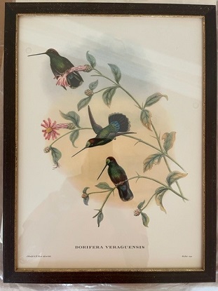 Framed 20th Century Gould Bird Prints, set of 30