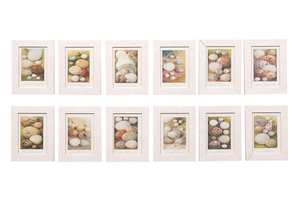 English 20th Century Set of Twelve Egg Prints