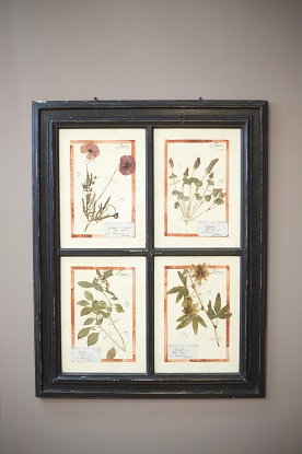 Arriving in Future Shipment - 20th Century French Herbarium Quad Frames - 2 Available